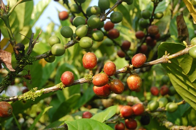 Thị trường cà phê hôm nay 04/01: Xuất khẩu từ Honduras giảm 15% do bất ổn giá toàn cầu