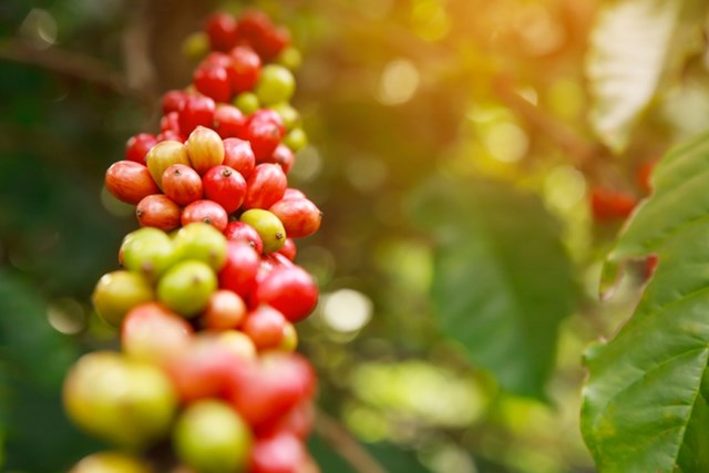 ICO: Thị trường cà phê toàn cầu có thể thâm hụt 7,3 triệu bao trong niên vụ 2022 – 2023