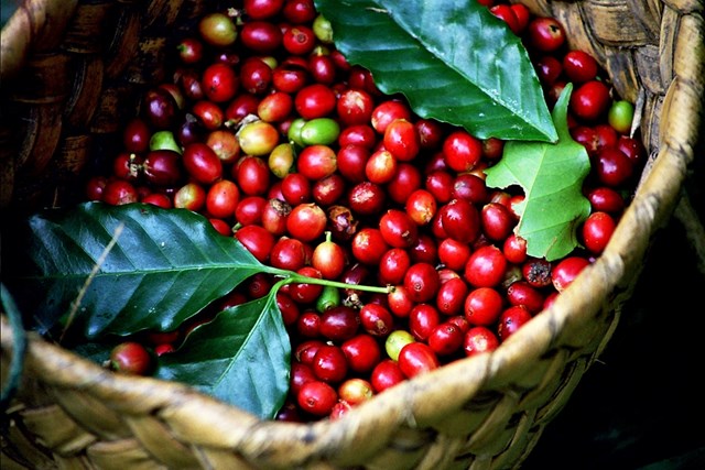Giá cà phê lên xuống thất thường làm khó người trồng và kinh doanh ở Đắk Lắk