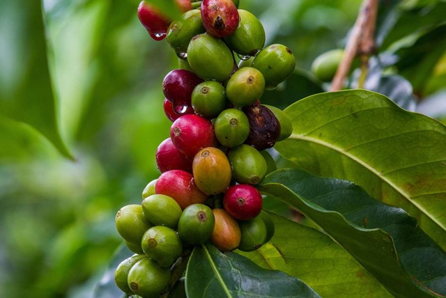 Biến đổi khí hậu khiến giá cà phê ngày một đắt đỏ