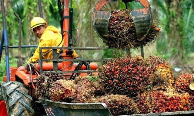 GAPKI: Dự báo xuất khẩu dầu cọ của Indonesia giảm 4% trong năm 2024