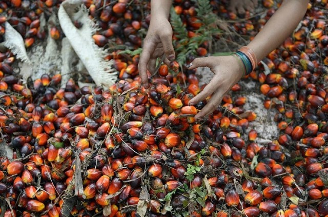 TT dầu thực vật ngày 16/1: Indonesia cần khẩn trương trồng lại cây cọ dầu