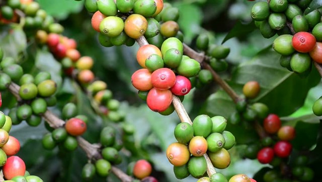 Thị trường cà phê hôm nay 08/2: Mưa tốt tại các vùng trồng arabica trọng điểm khiến giá giảm tiếp