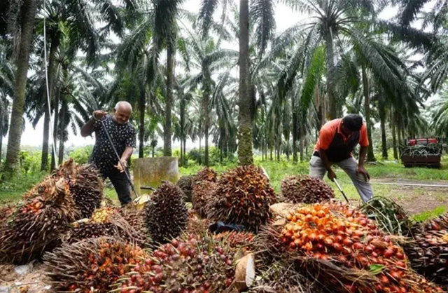 Tồn kho dầu cọ của Malaysia chạm đỉnh 5 tháng khi sản lượng bứt phá mạnh hơn nhu cầu