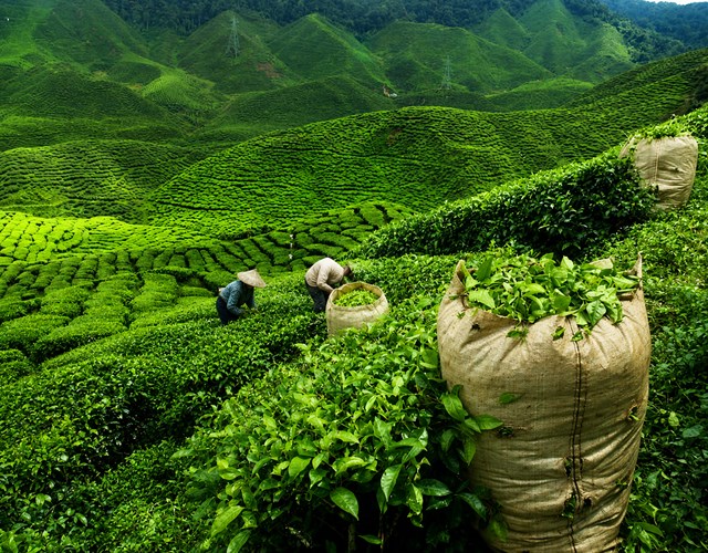 Diễn biến giá nông sản thế giới hôm nay 12/6/2026