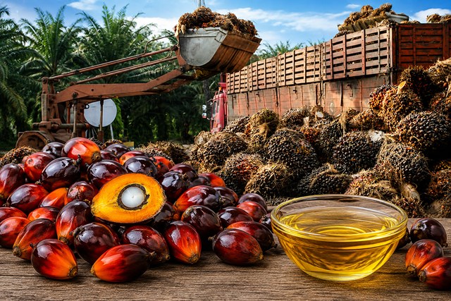 Giá dầu cọ có thể đạt ngưỡng 1.500 USD/tấn trong nửa cuối năm 2026