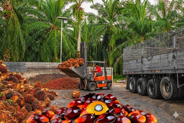 Hoạt động bán tháo trên thị trường dầu thực vật của Trung Quốc đã tác động tiêu cực lên giá 