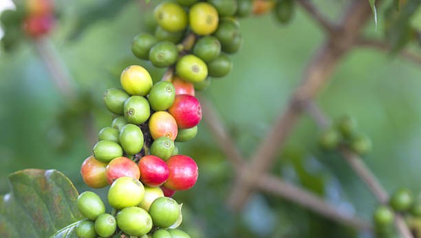 TT cà phê tuần đến ngày 9/2: Thị trường đang chịu ảnh hưởng lớn từ tâm lý nghỉ Tết Nguyên đán sắp tới