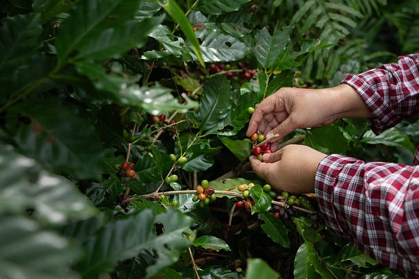 Xuất khẩu cà phê của Việt Nam trong tháng 2/2026 chững lại 