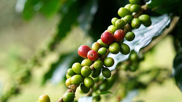 TT cà phê ngày 22/4: Tuần giao dịch mới bắt đầu trong bối cảnh nhiều bất định