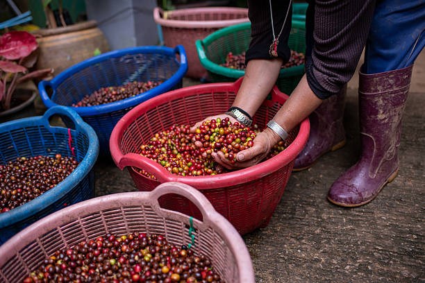 TT cà phê ngày 23/4: Áp lực điều chỉnh đang lan rộng trên toàn thị trường