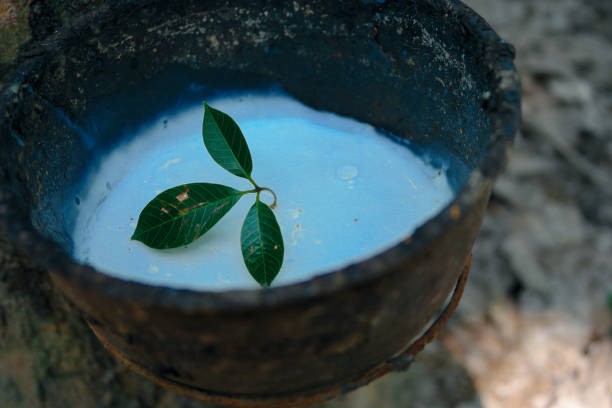 TT cao su châu Á ngày 31/10: Giá cao su tại Nhật Bản hướng tới mức tăng hàng tháng do đồng Yên giảm 