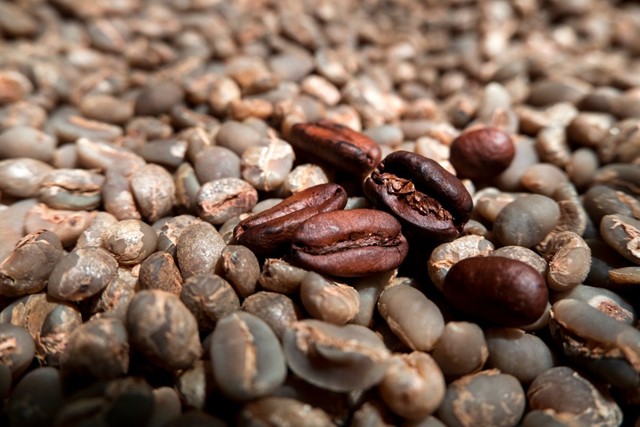 TT cà phê ngày 3/6: Vụ thu hoạch robusta năm 2025 của Brazil đang tiến triển tốt