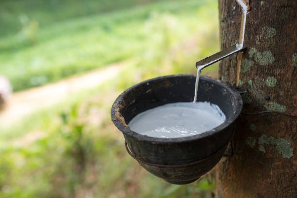 TT cao su châu Á ngày 31/7: Giá tại Nhật Bản giảm do thuế quan ô tô và sản xuất đình trệ