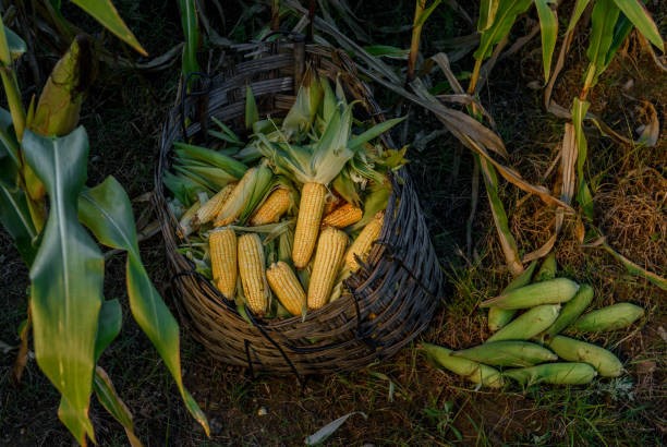 Bảng giá nông sản thế giới hôm nay 27/5/2025