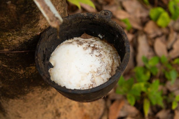 TT cao su châu Á ngày 5/6: Giá tại Nhật Bản tăng do thời tiết xấu đi ở Thái Lan