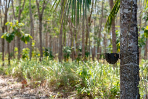 TT cao su châu Á ngày 13/4: Việc thu hoạch mủ tại tỉnh Hải Nam - Trung Quốc bị trì hoãn do nắng nóng