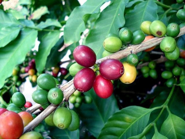 ICO: Giá cà phê thế giới tăng trở lại do lo ngại triển vọng vụ mùa 2024-2025