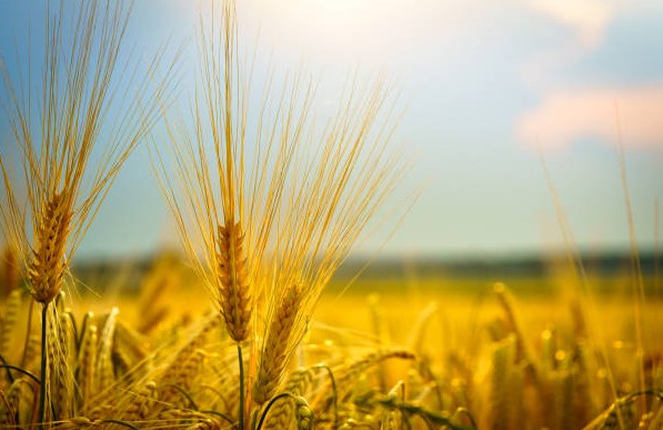 Bảng giá nông sản thế giới hôm nay 30/10/2025