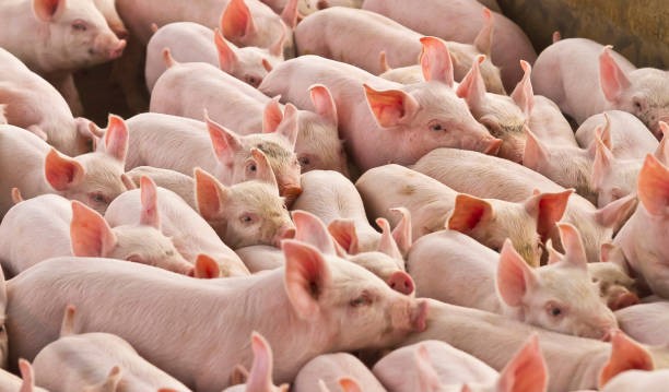 Giá heo hơi ngày 25/6/2025: Chững giá trên toàn quốc