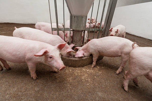 Giá heo hơi ngày 8/7/2025: Tiếp đà giảm nhẹ, thị trường thu mua dưới 70.000 đồng/kg