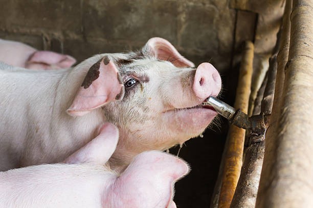 Giá heo hơi ngày 17/6/2025: Miền Nam theo chiều đi xuống, về mức 70.000 đồng/kg