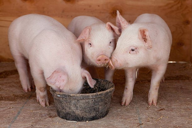 Giá heo hơi ngày 11/7/2025: Giảm 1.000 đồng/kg tại Ninh Bình và Quảng Trị