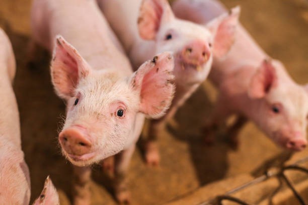 Giá heo hơi ngày 18/9/2025: Tiếp tục đi xuống, 60.000 đồng/kg là mức giao dịch cao nhất