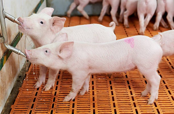 Giá heo hơi ngày 3/10/2025: Miền Trung và miền Nam tiếp đà giảm, miền Bắc duy trì đi ngang