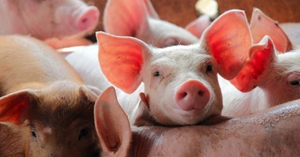 Sản lượng thịt heo năm 2025 tăng gần 4%