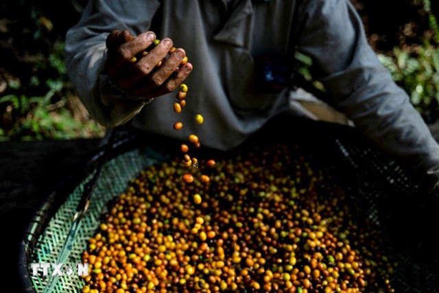 Thị trường nông sản tiếp tục chu kỳ giảm giá