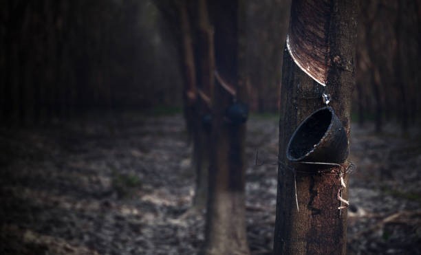 TT cao su châu Á ngày 13/3: Giá tại Nhật Bản giảm trở lại bất chấp nguồn cung khan hiếm