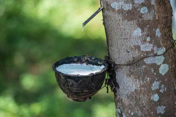 TT cao su châu Á ngày 6/2: Giá tại Nhật Bản giảm trở lại do lo ngại về nhu cầu từ Trung Quốc