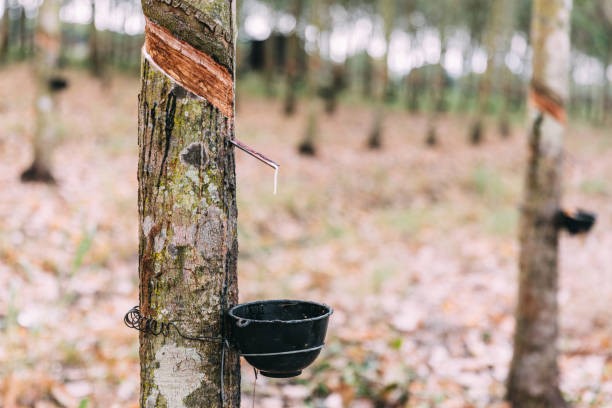 Giá cao su hôm nay 30/1: Trung Quốc, Thái Lan đồng loạt tăng