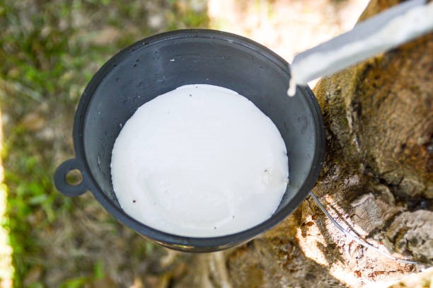 Giá cao su hôm nay 20/1: Nhật Bản giảm ba phiên liên tiếp do hoạt động chốt lời