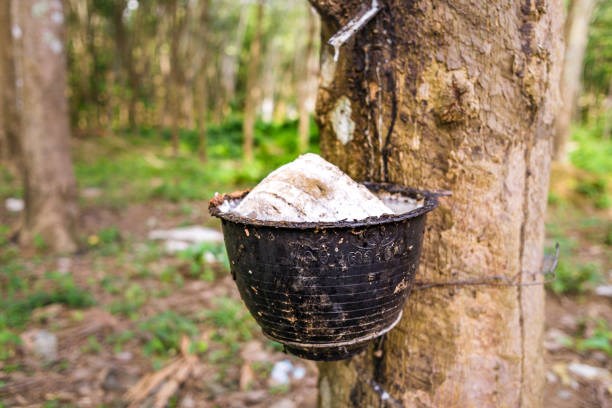 TT cao su châu Á ngày 13/5: Dự kiến tiêu thụ cao su tự nhiên tại Trung Quốc sẽ tăng trưởng chậm lại