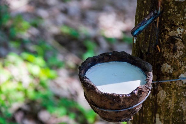 Giá cao su hôm nay 21/1: Nhật Bản 4 phiên liên tiếp do dự báo nguồn cung tăng