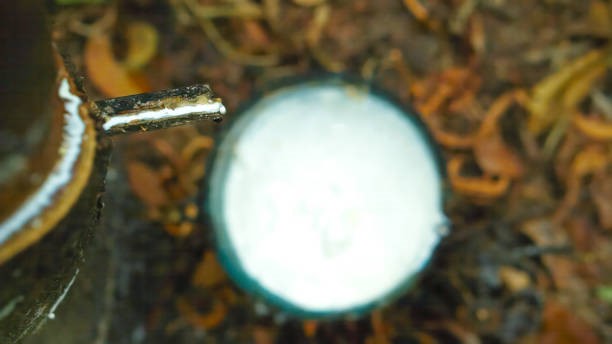 TT cao su châu Á ngày 16/3: Doanh nghiệp lốp xe Trung Quốc tăng tốc mở rộng sản xuất ra nước ngoài