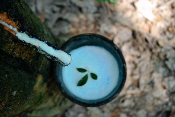 Nguồn cung cao su dự kiến thấp hơn nhu cầu trong năm 2025