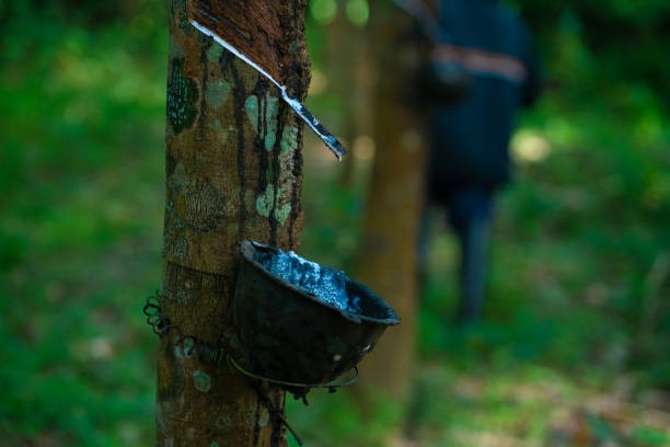 TT cao su châu Á ngày 24/2: Dự báo nhu cầu cao su thiên nhiên toàn cầu năm 2026 vượt sản lượng năm thứ 6 liên tiếp