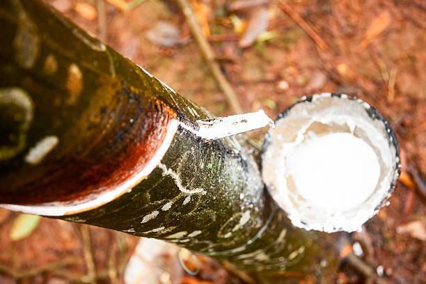 Giá cao su hôm nay 12/1: Khởi sắc nhẹ đầu tuần