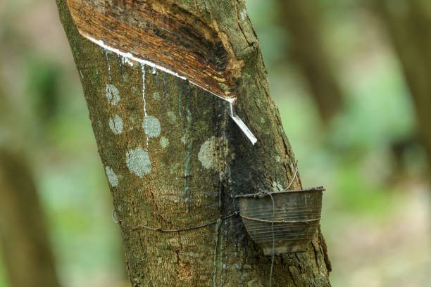 Giá cao su hôm nay 14/1: Nhật Bản tăng mạnh trở lại khi đồng yên suy yếu