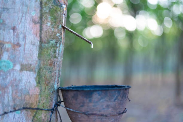 Tiêu thụ cao su của thế giới có thể vượt sản lượng trong năm 2025