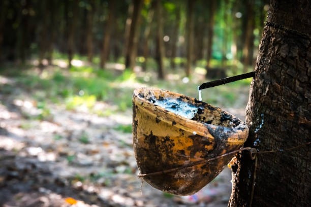 TT cao su châu Á ngày 4/2: Giá tại Nhật Bản kết thúc chuỗi giảm ba phiên liên tiếp do đồng Yên suy yếu