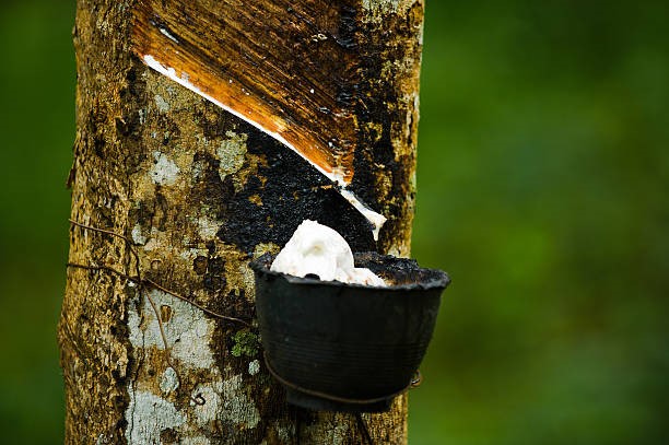 TT cao su hôm nay 29/12: Đồng loạt đi lên