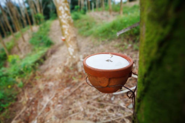 Giá cao su hôm nay 22/1: Giá cao su Nhật Bản phục hồi khi đồng yen suy yếu