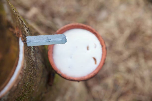 TT cao su hôm nay 30/12: Nhật Bản lên mức cao nhất gần một tháng