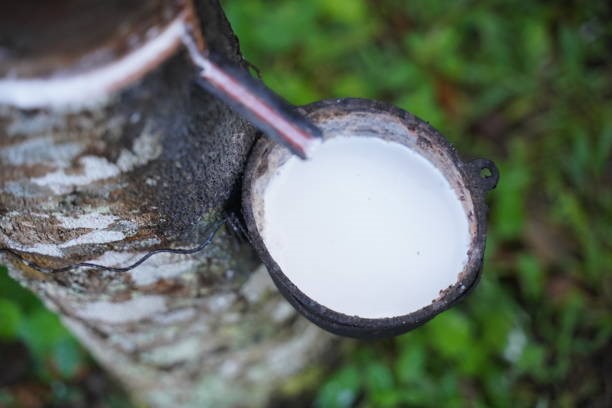 TT cao su châu Á ngày 10/3: Nguồn cung cao su hồi phục đang gây áp lực lên giá