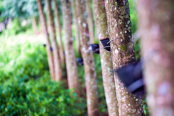 Giá cao su hôm nay 9/1: Đồng loạt tăng trên các sàn giao dịch chủ chốt châu Á