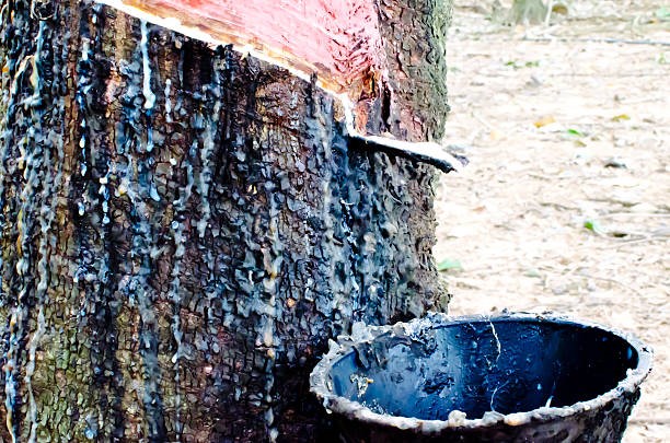 Giá cao su hôm nay 13/1: Giằng co biên độ hẹp